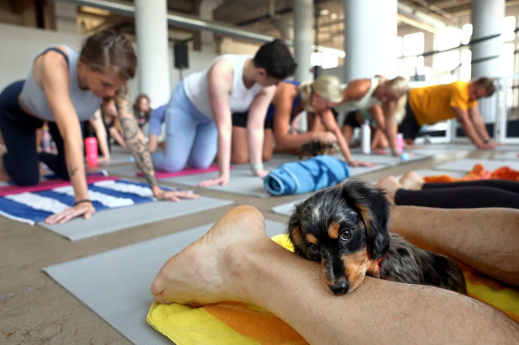 Puppy yoga in 果酱视频